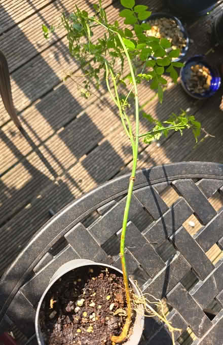 Photo of free A bit of jasmine (Stockwood LU1) #1