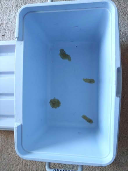 Photo of free Rubbermaid Cooler (Torrance 90505) #2