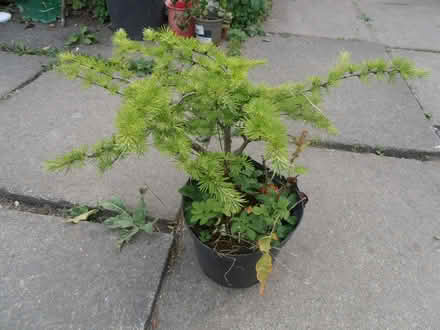 Photo of free Larch tree. Bonsai? (Newnham RG27) #2