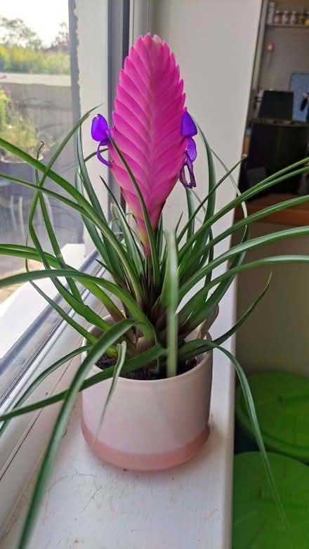 Photo of free Indoor plant (Chislehurst BR7) #1