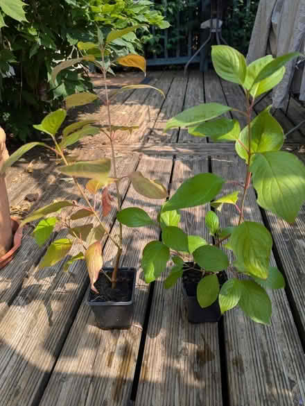 Photo of free 2x Cornus alba 'Sibirica' (Tonbridge TN10) #1