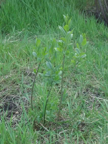 Photo of free Sapling: Euonymus europaeus (Spindle tree) (Willingdon BN20) #2