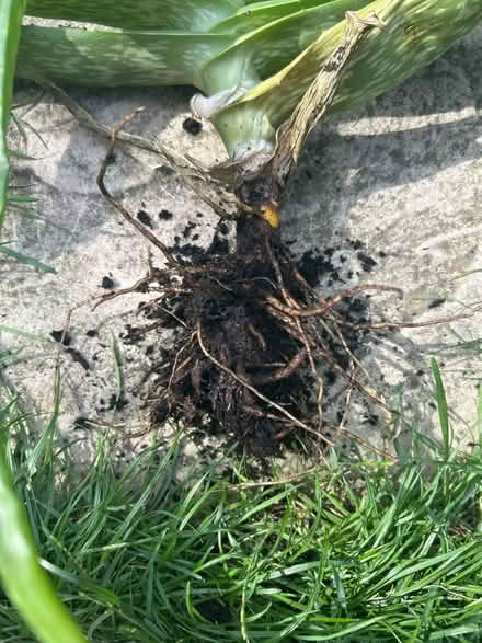 Photo of free Aloe Vera plant for propagation (Barking IG11) #2