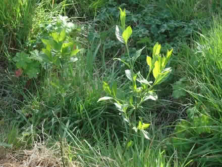 Photo of free Sapling: Euonymus europaeus (Spindle tree) (Willingdon BN20) #3