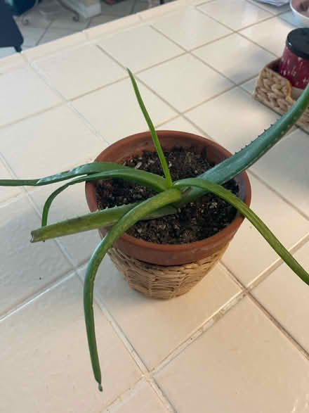 Photo of free Plants (Newhall) #2