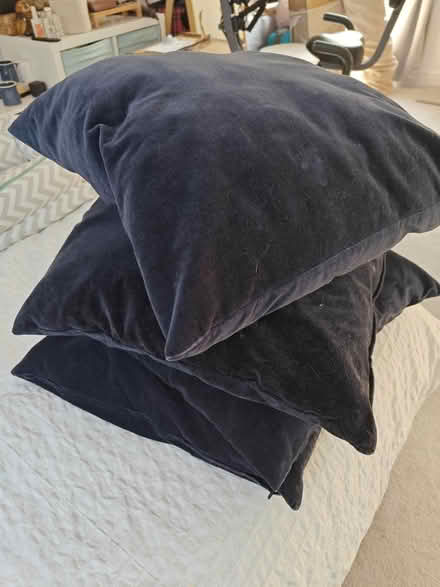 Photo of free 4 blue cushions (Wimbledon SW19) #1