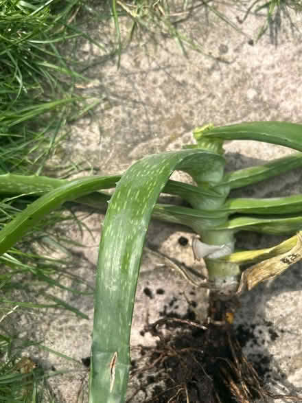 Photo of free Aloe Vera plant for propagation (Barking IG11) #3