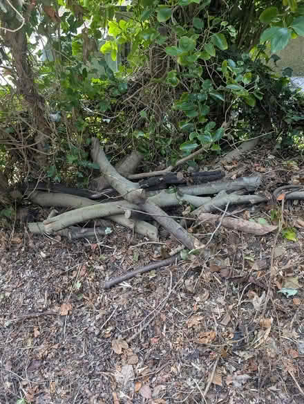 Photo of free Logs & Branches for Firewood (Dalkey) #2