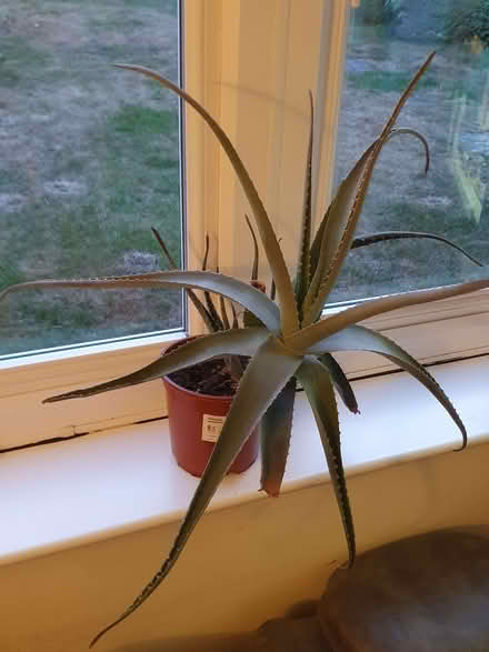 Photo of free Aloe Vera plant (Nascot Wood WD24) #1