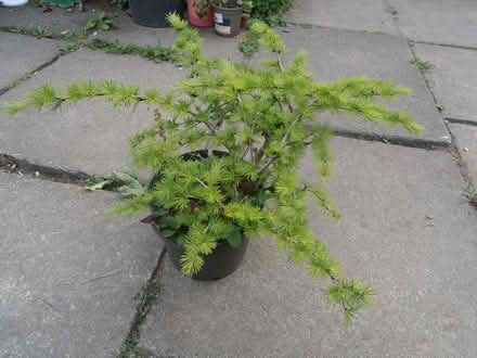 Photo of free Larch tree. Bonsai? (Newnham RG27) #1