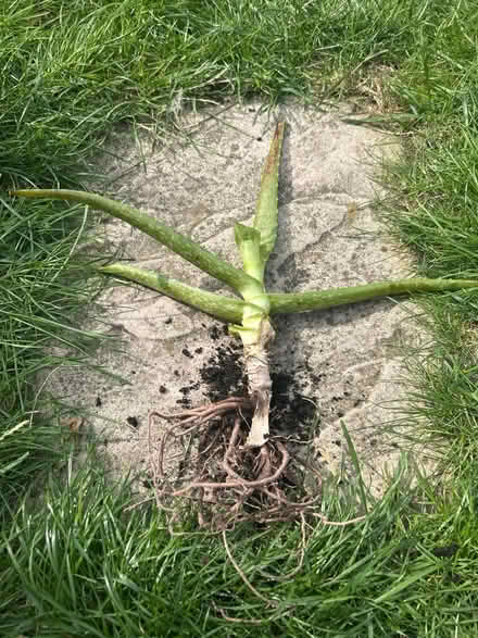 Photo of free Mid sized aloe Vera root (Barking IG11) #1