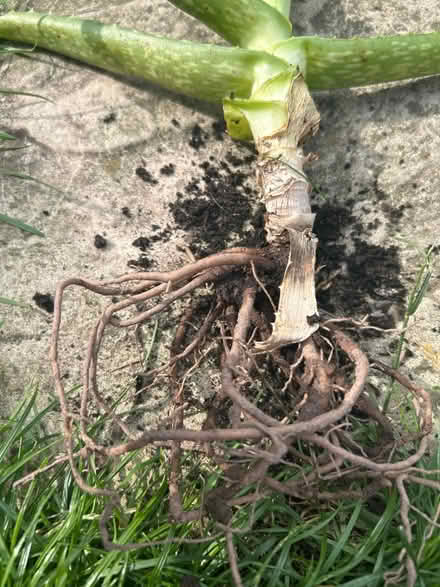 Photo of free Mid sized aloe Vera root (Barking IG11) #2