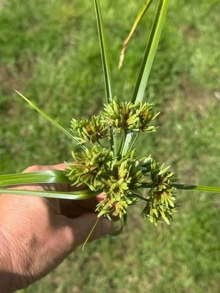 Photo of free Cyperus Eragrostis grass (44 south wootton, PE30) #1