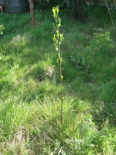 Photo of free Sapling: Euonymus europaeus (Spindle tree) (Willingdon BN20) #1
