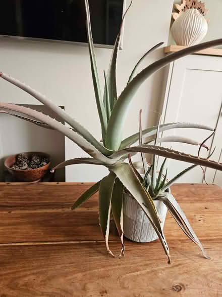 Photo of free Aloe Vera plant (Chesham HP5) #1