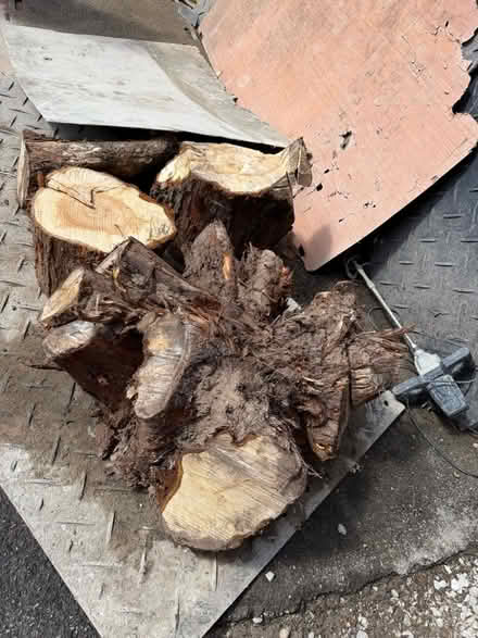 Photo of free Tree logs for firewood (Caldy Valley CH3) #1