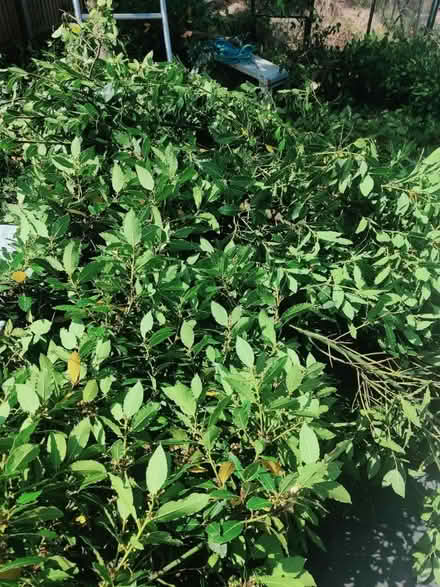 Photo of free Bay Leaves - Fresh from the Tree (Clewer Green, Windsor, SL4) #1