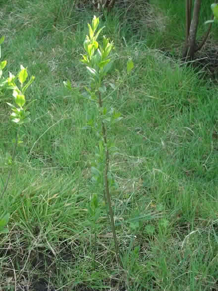 Photo of free Sapling: Euonymus europaeus (Spindle tree) (Willingdon BN20) #4