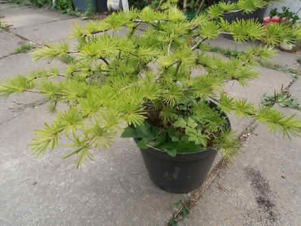 Photo of free Larch tree. Bonsai? (Newnham RG27) #3