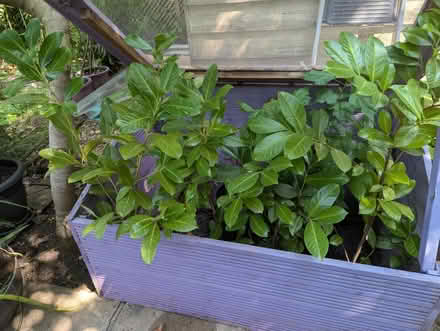 Photo of free 6x Prunus lauroceracus (Tonbridge TN10) #2