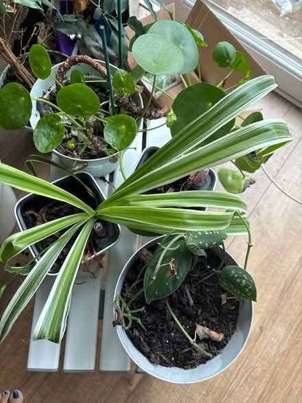 Photo of free 4 houseplants (Limehouse E1) #1