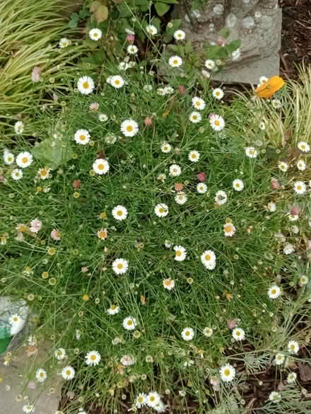 Photo of free Mexican fleabane/Erigeron plant (Pagham PO21) #1