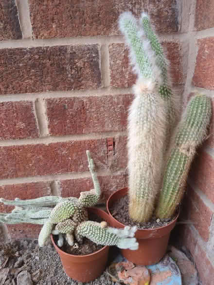 Photo of free Cactus (WA6 Helsby) #1
