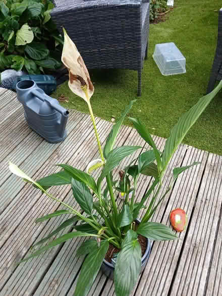 Photo of free Lilly (North Wingfield S42) #1