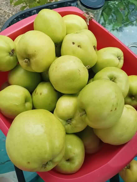 Photo of free Cooking apples (RG2 south Reading) #1