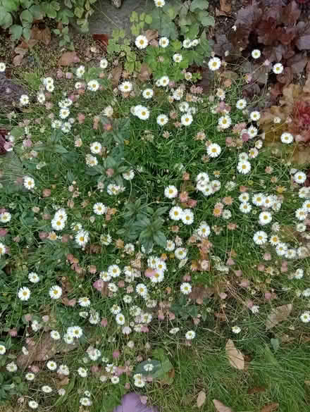 Photo of free Mexican fleabane/Erigeron plant (Pagham PO21) #2
