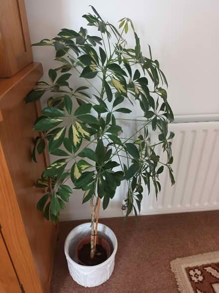 Photo of free Indoor house plant (Fareham PO14) #1