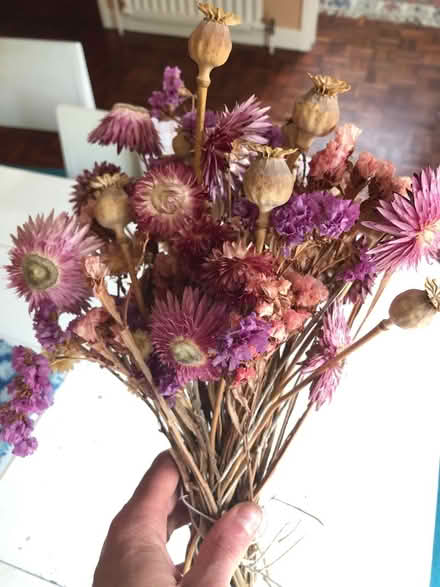 Photo of free Dried flowers (Littlemore OX4) #1