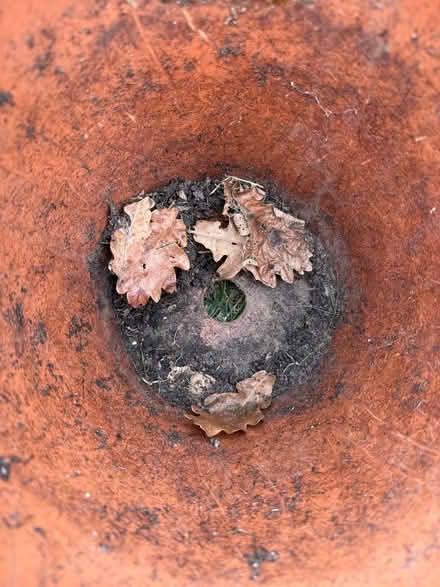 Photo of free 3x Terracotta plant pots (Harold Hill RM3) #2