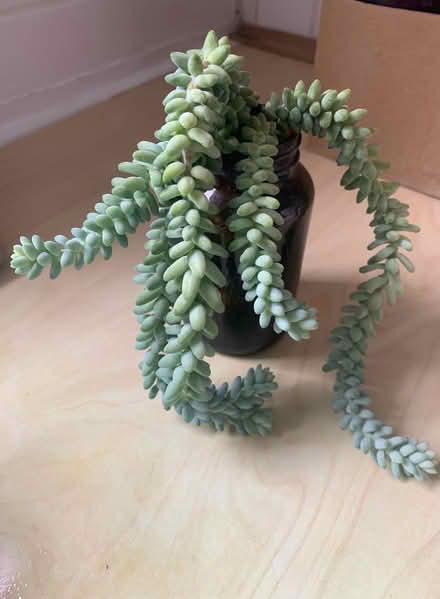 Photo of free Cactus Plant (Sedum Morganium) (W13) #1