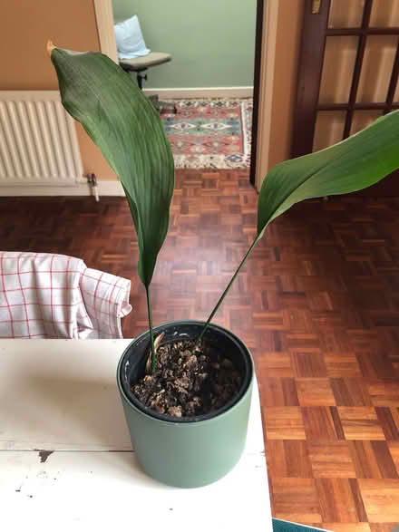 Photo of free House plant (Littlemore OX4) #1