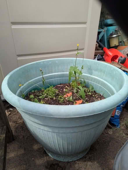 Photo of free Big plastic outdoor flower pots with soil (Potters Bar EN6) #2
