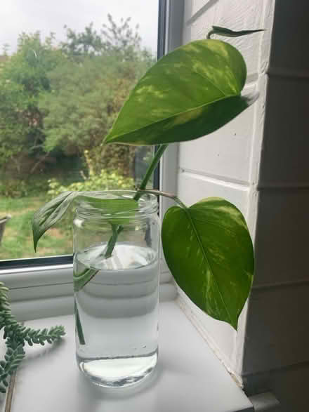 Photo of free Variegated Pothos Plant Cutting (W13) #1