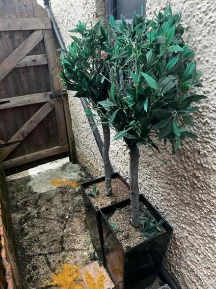 Photo of free Artificial tree pair of two (Kenley CR8) #2