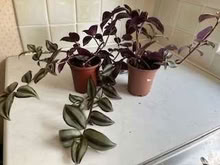 Photo of free Two small tradescantia plants (Caldecott OX14) #1