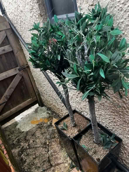 Photo of free Artificial tree pair of two (Kenley CR8) #1