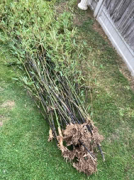 Photo of free Bamboo (Southborough lane) #2