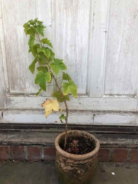 Photo of free Blackcurrant plant (Harrogate HG2) #1