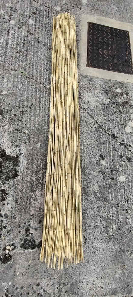 Photo of free Bamboo screening (BA1) #1