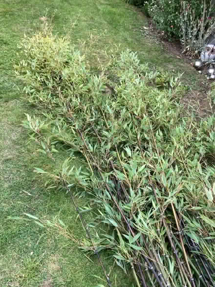 Photo of free Bamboo (Southborough lane) #1