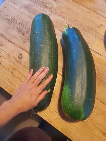 Photo of free 2 large marrows (Whalley Range M16) #1