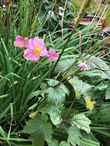 Photo of free Pink Japanese Anemone plant (Harrogate HG2) #1