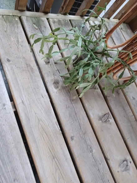 Photo of free Christmas Cactus Seedlings (near Britannia Plaza) #1