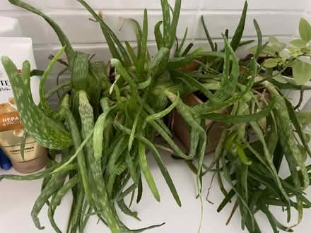 Photo of free 3 plants - peperomia and aloe Vera (Merton SW19) #2