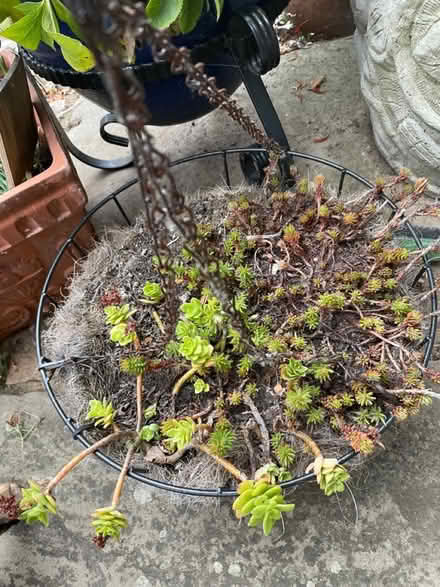 Photo of free Hanging basket with sedum (Clapham, Bedford) #1