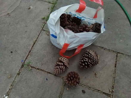 Photo of free Bag of large fir cones (Broadstone BH18) #1